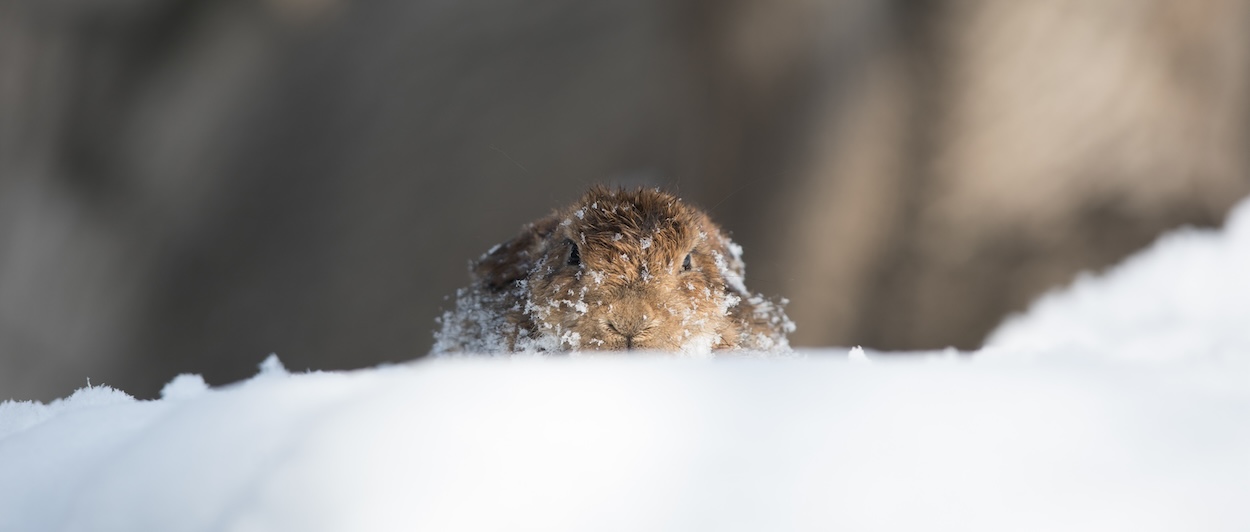 Murmeltiertag: Murmeltier im Schnee